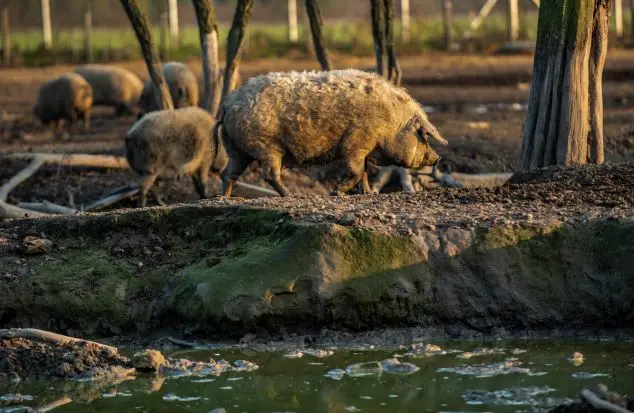 SZŐKE MANGALICA T&Ouml;RZSTENY&Eacute;SZET&Uuml;NK